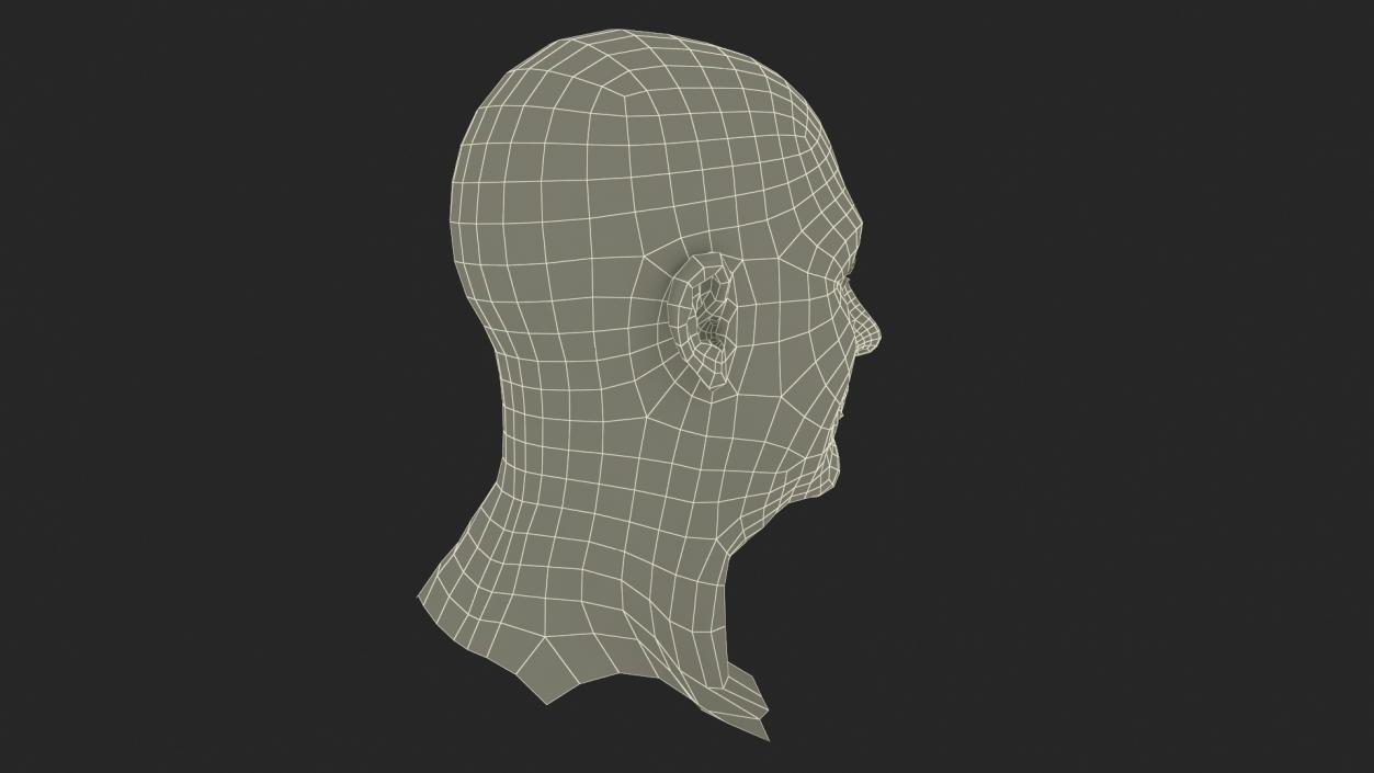 3D model Realistic Adult Male Bald Head