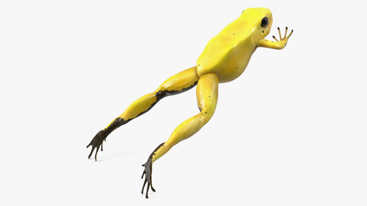 Phyllobates Terribilis Yellow Jumping Pose 3D