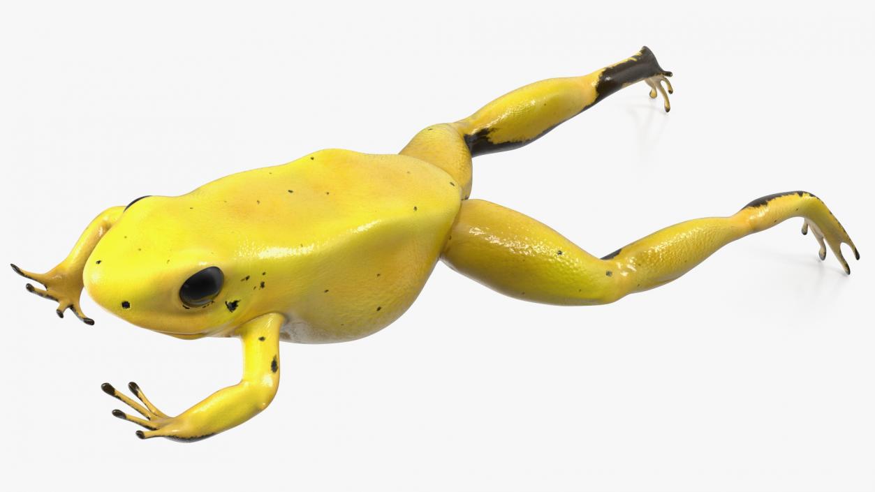 Phyllobates Terribilis Yellow Jumping Pose 3D