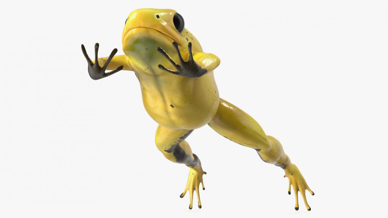 Phyllobates Terribilis Yellow Jumping Pose 3D