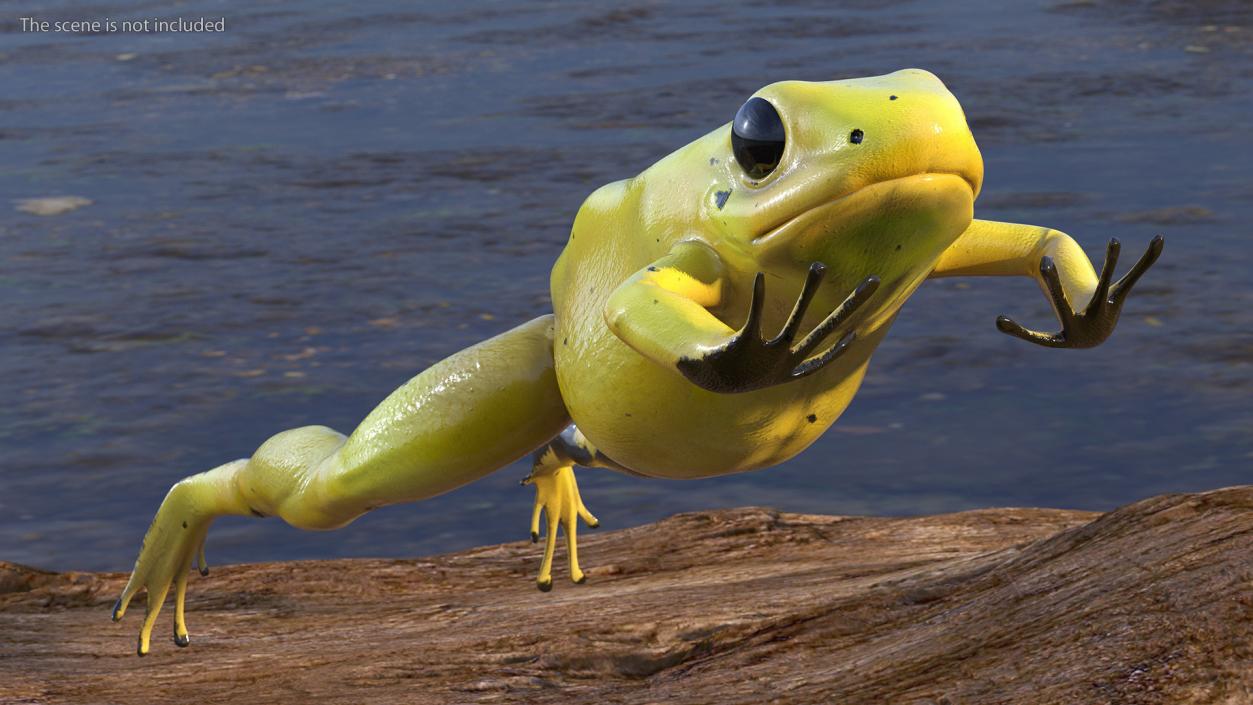 Phyllobates Terribilis Yellow Jumping Pose 3D