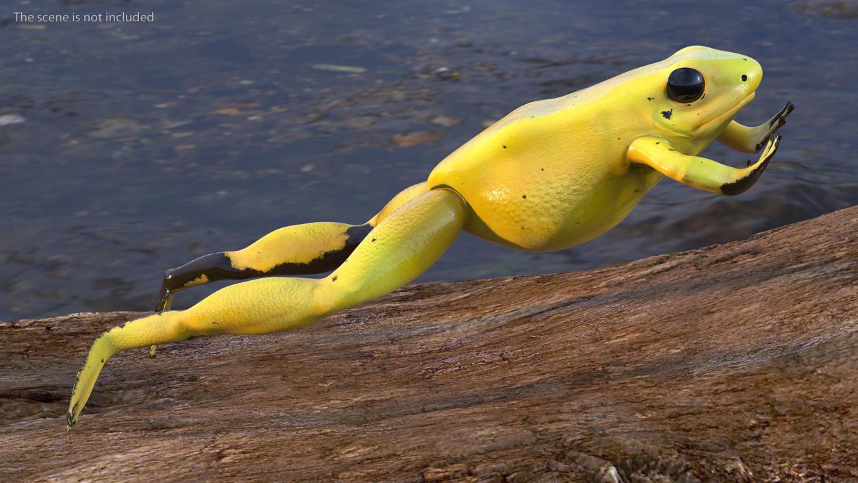 Phyllobates Terribilis Yellow Jumping Pose 3D