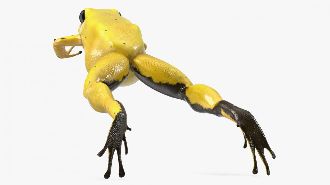 Phyllobates Terribilis Yellow Jumping Pose 3D