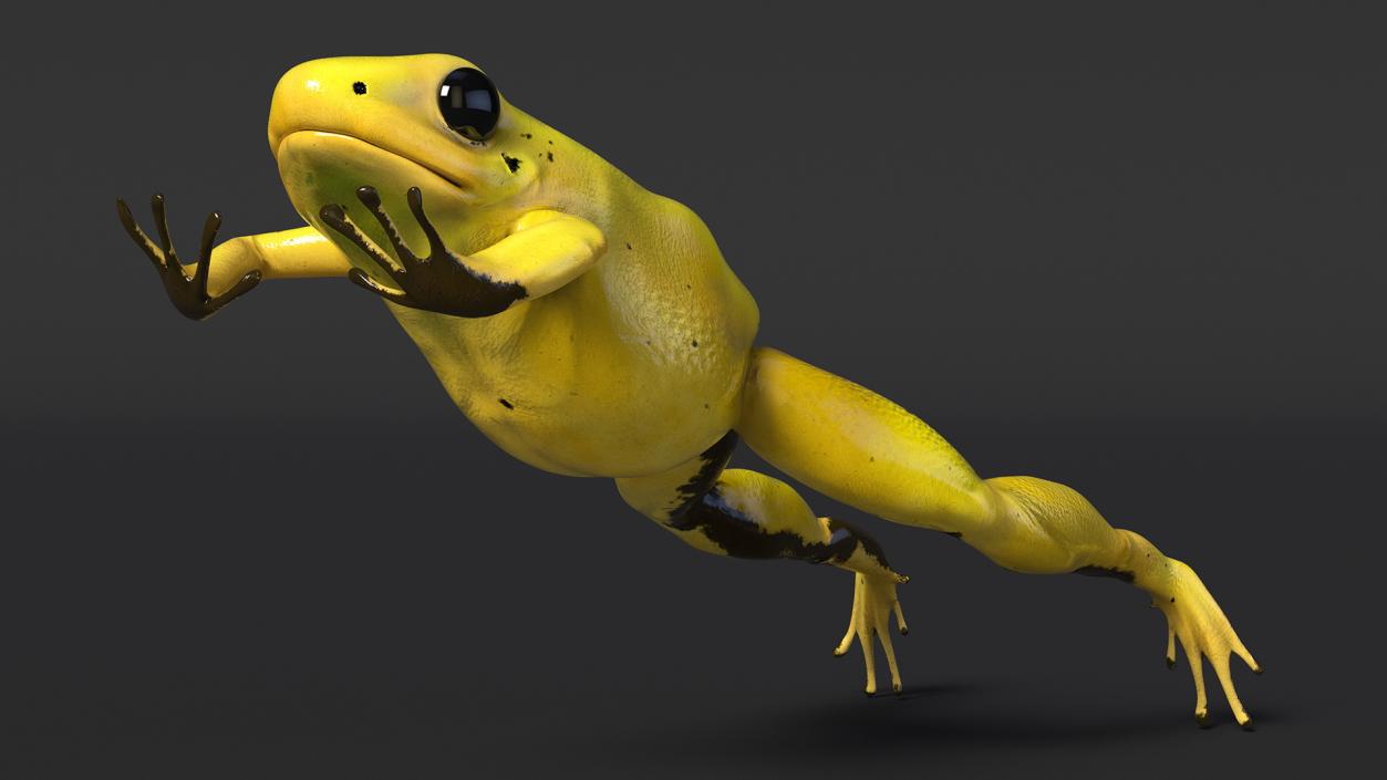 Phyllobates Terribilis Yellow Jumping Pose 3D