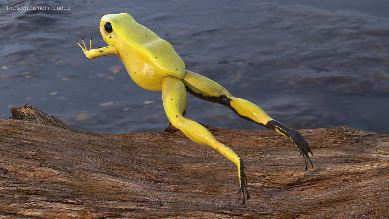 Phyllobates Terribilis Yellow Jumping Pose 3D