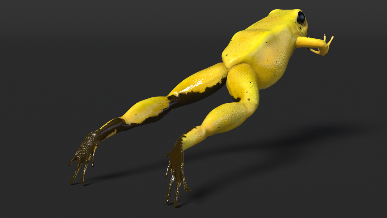 Phyllobates Terribilis Yellow Jumping Pose 3D