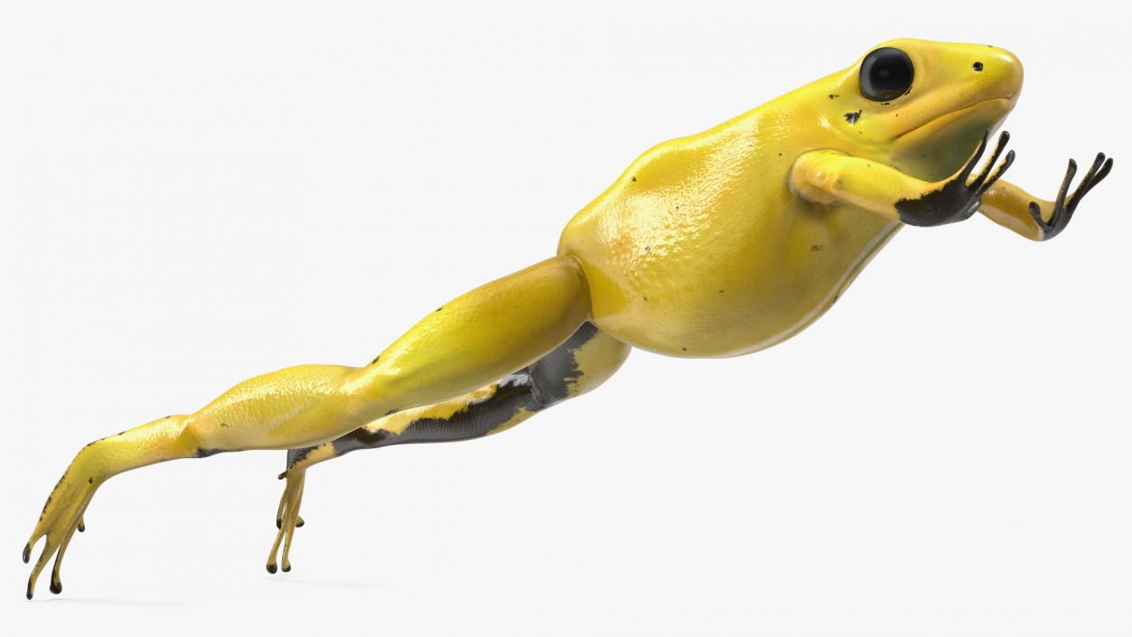 Phyllobates Terribilis Yellow Jumping Pose 3D