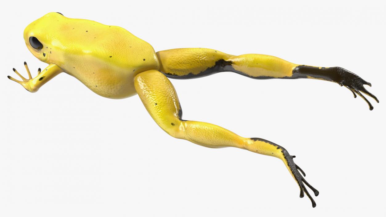 Phyllobates Terribilis Yellow Jumping Pose 3D