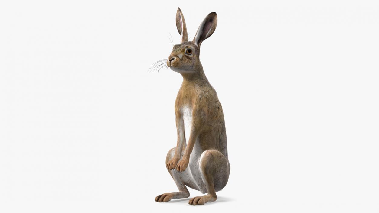 3D Hare Standing Pose model