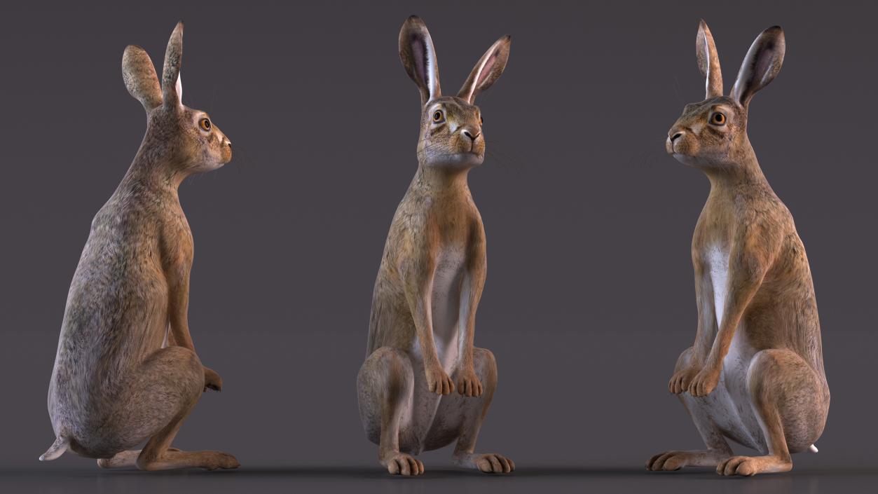 3D Hare Standing Pose model