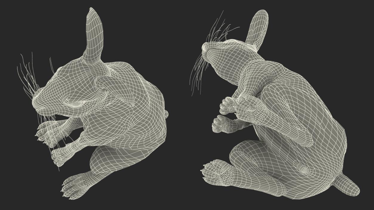 3D Hare Standing Pose model