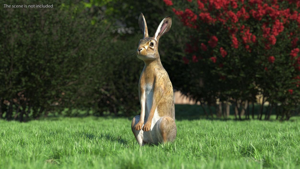 3D Hare Standing Pose model