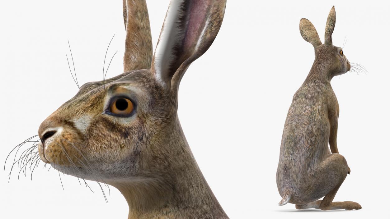 3D Hare Standing Pose model