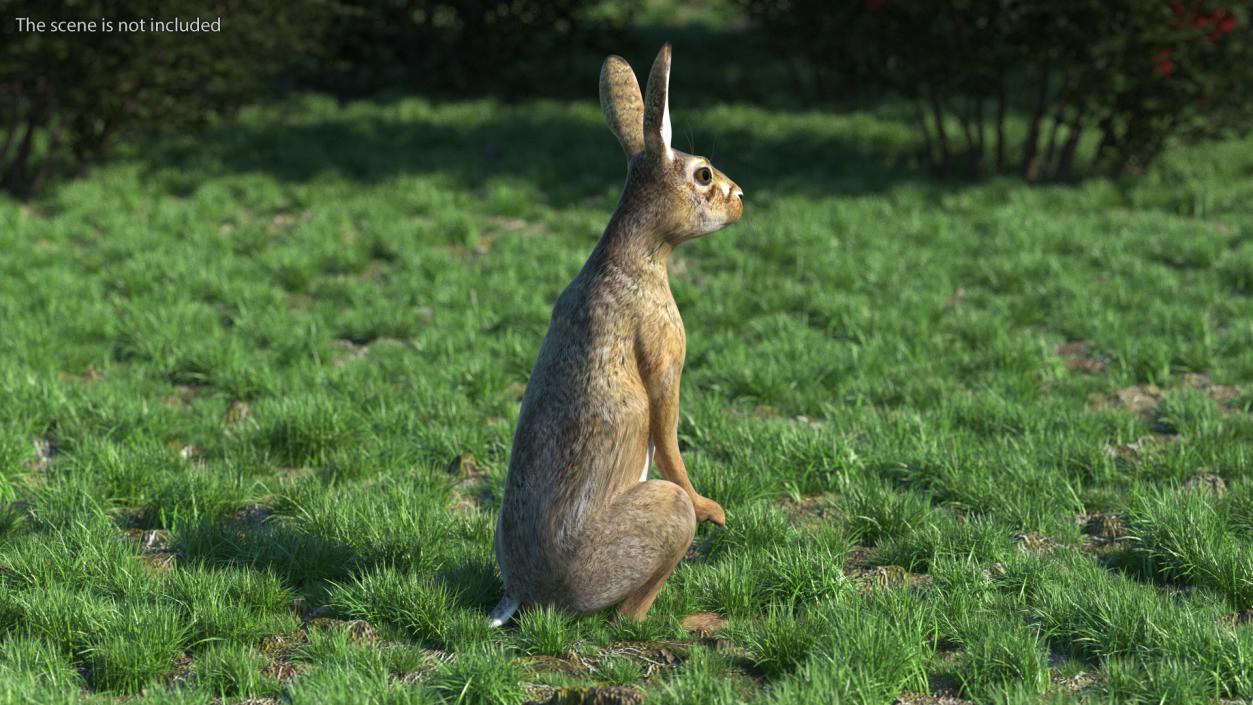 3D Hare Standing Pose model