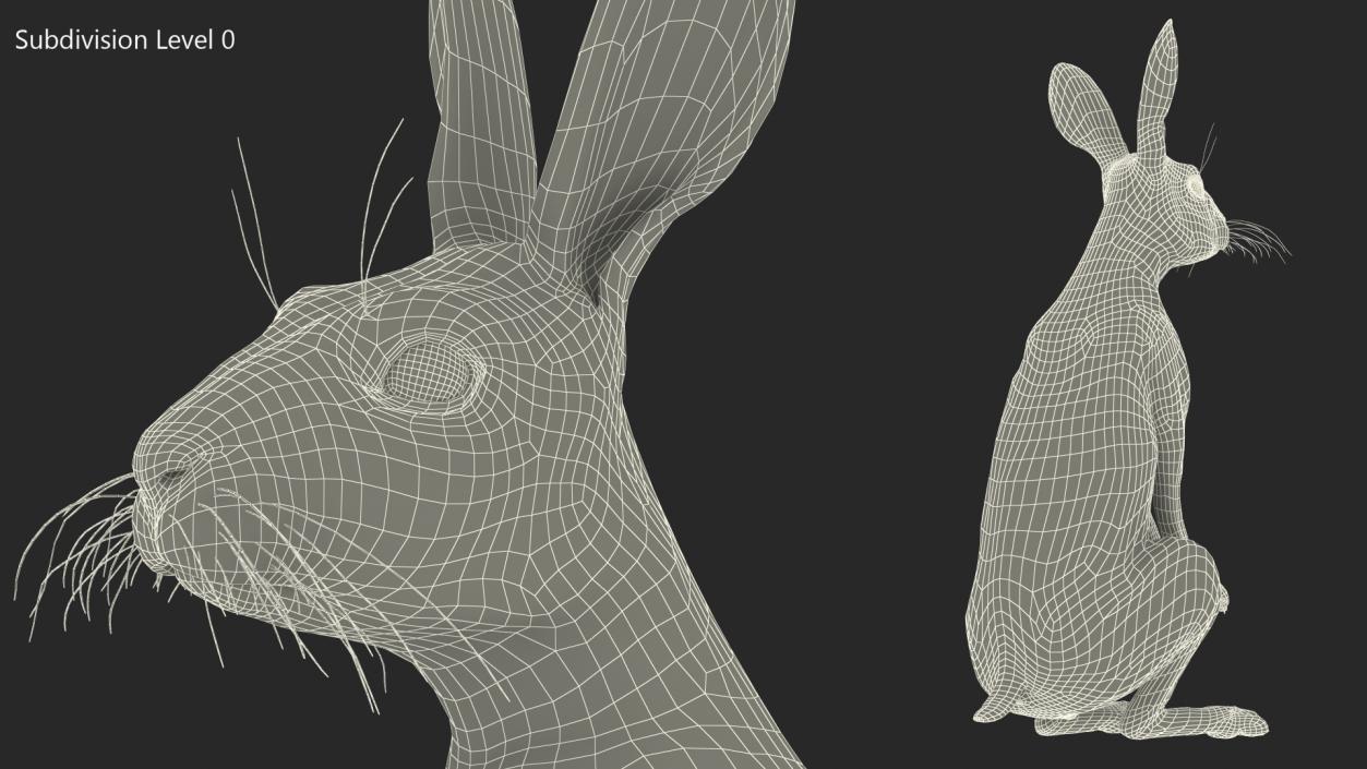 3D Hare Standing Pose model