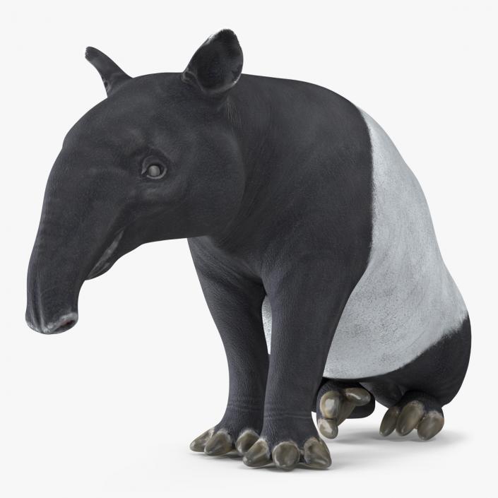 3D Tapir Sitting Pose model