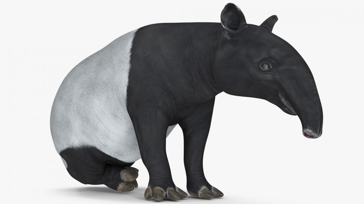 3D Tapir Sitting Pose model