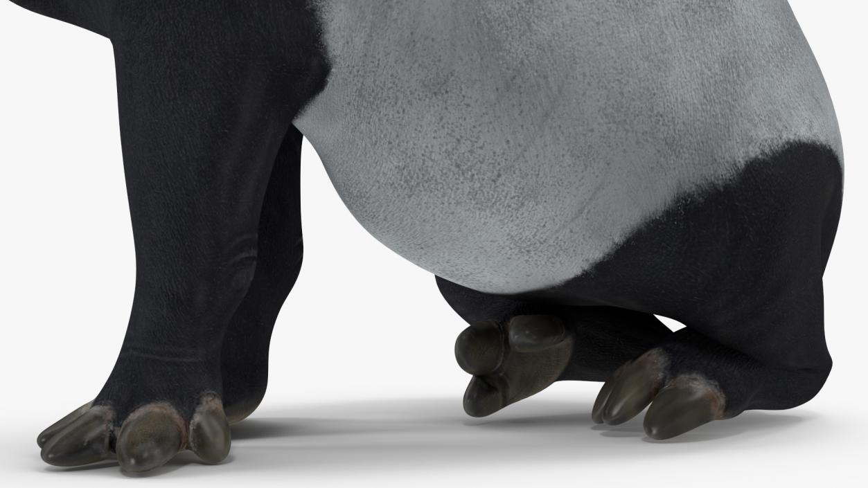 3D Tapir Sitting Pose model