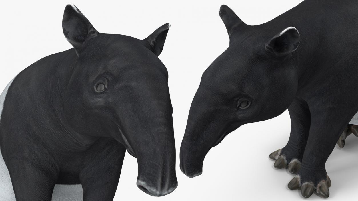 3D Tapir Sitting Pose model