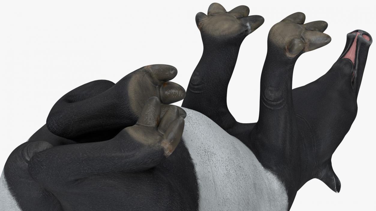 3D Tapir Sitting Pose model