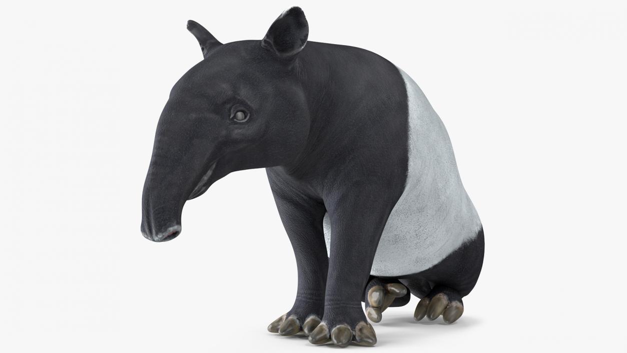 3D Tapir Sitting Pose model