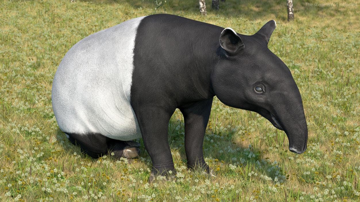 3D Tapir Sitting Pose model