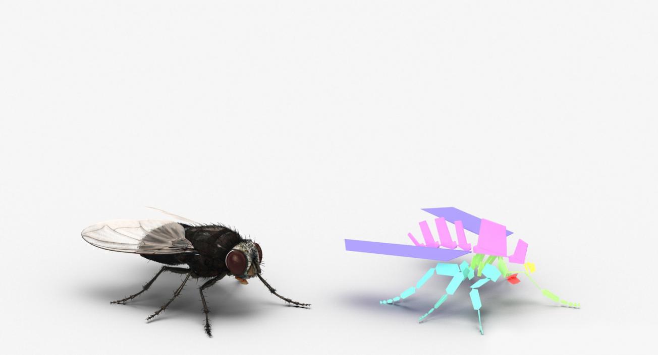 Fly Rigged with Fur 3D model