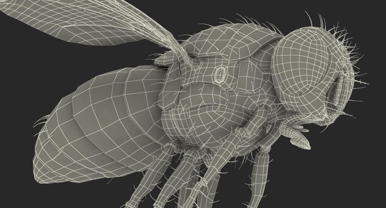 Fly Rigged with Fur 3D model