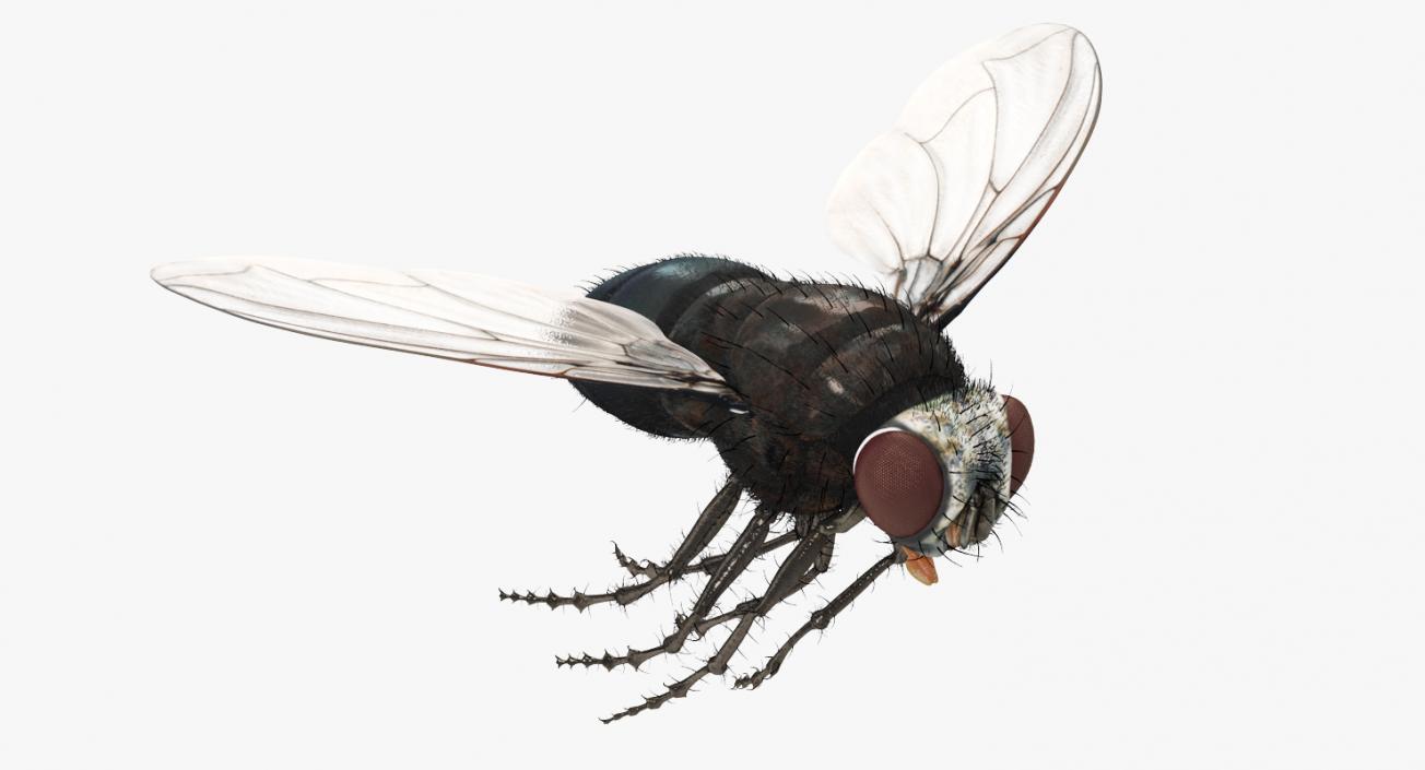 Fly Rigged with Fur 3D model