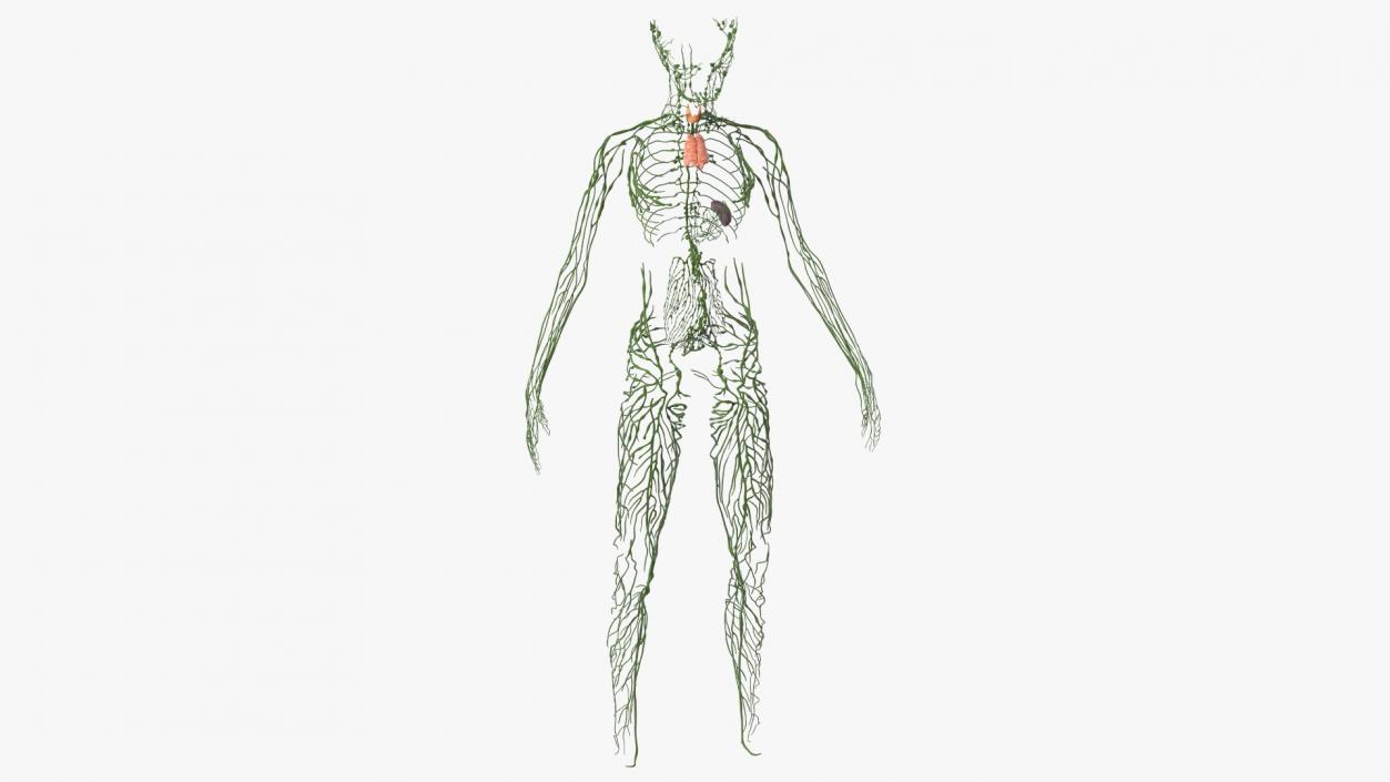 3D Young Boy Lymphatic System