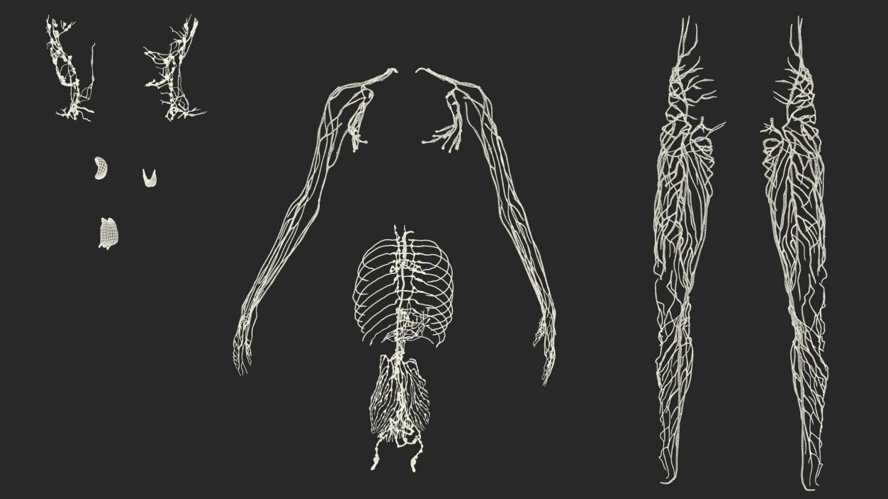 3D Young Boy Lymphatic System