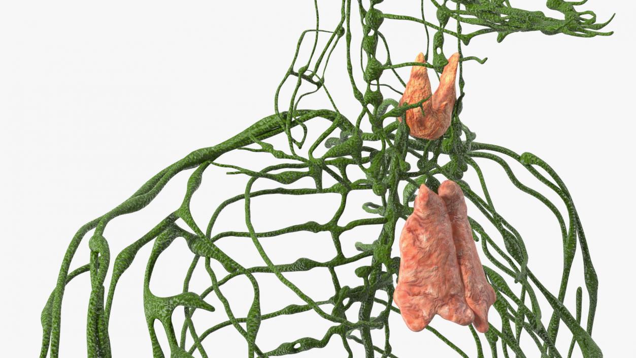 3D Young Boy Lymphatic System