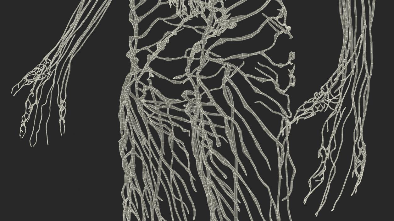 3D Young Boy Lymphatic System