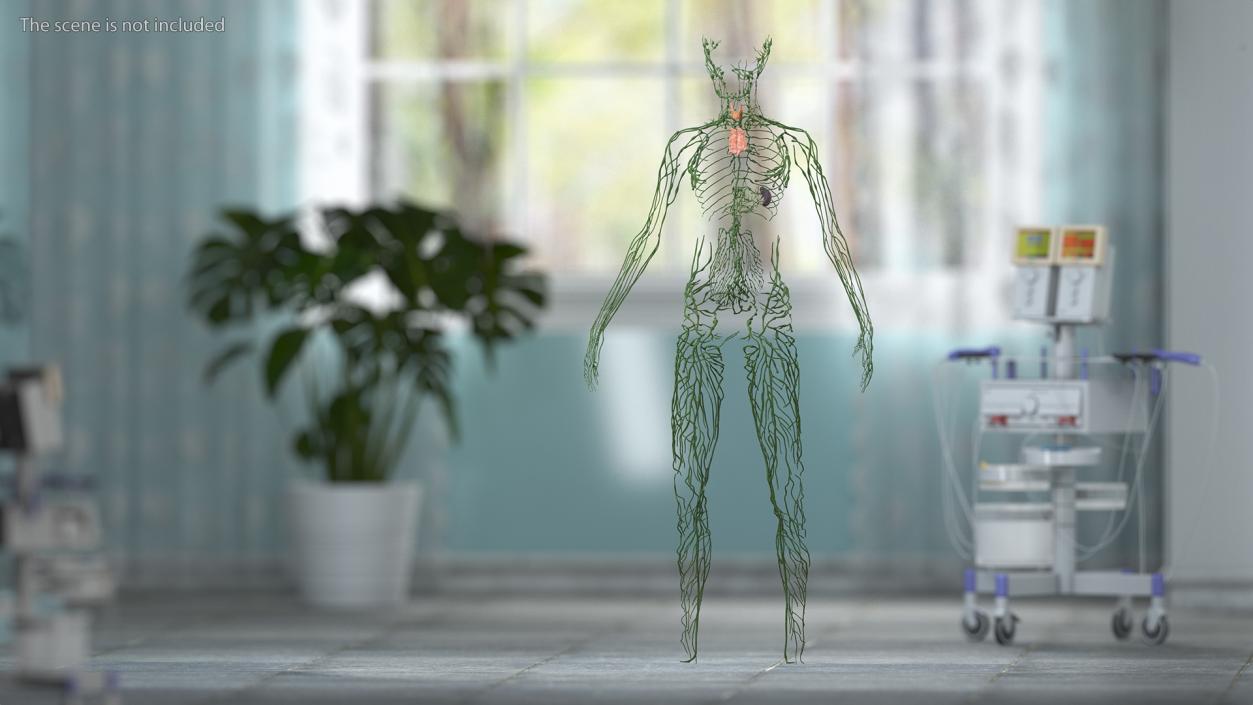 3D Young Boy Lymphatic System