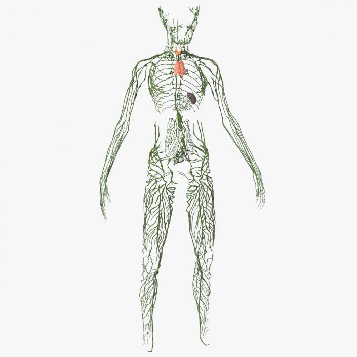 3D Young Boy Lymphatic System