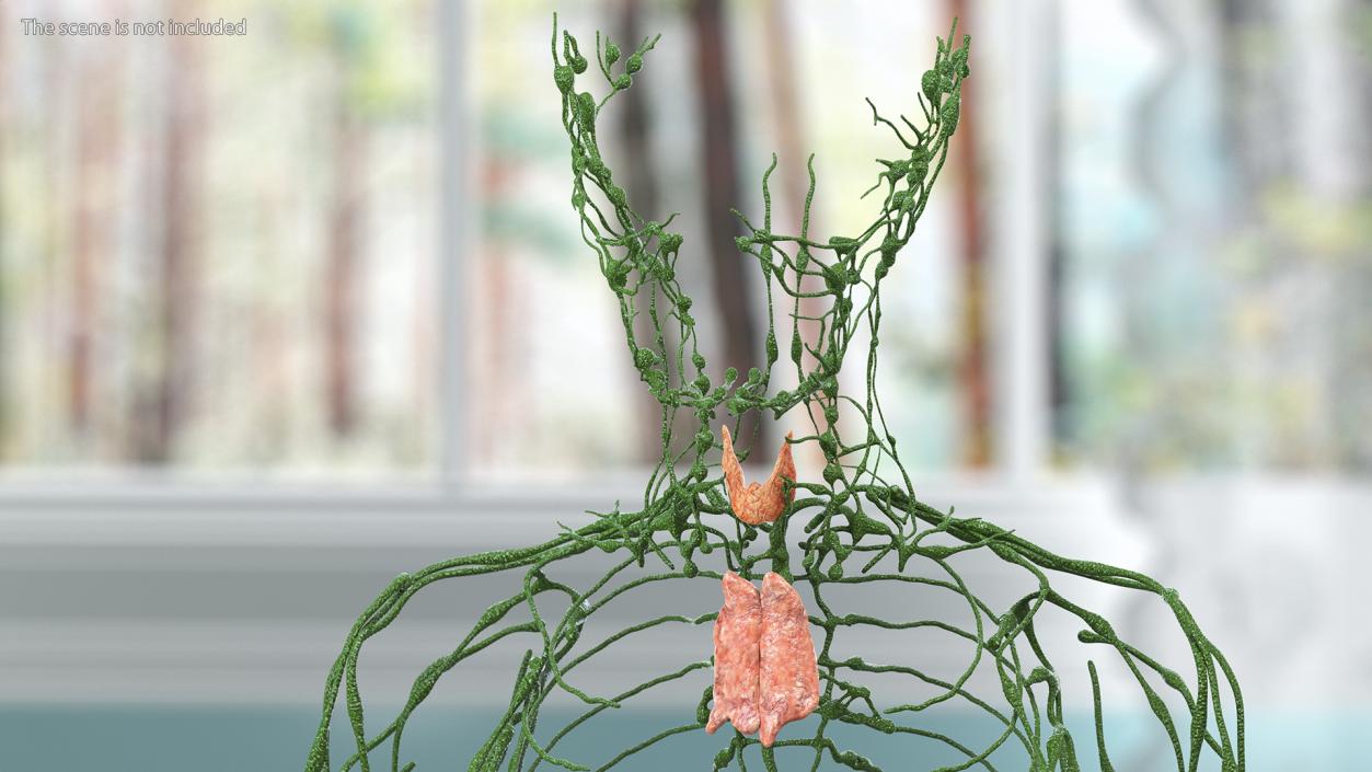 3D Young Boy Lymphatic System