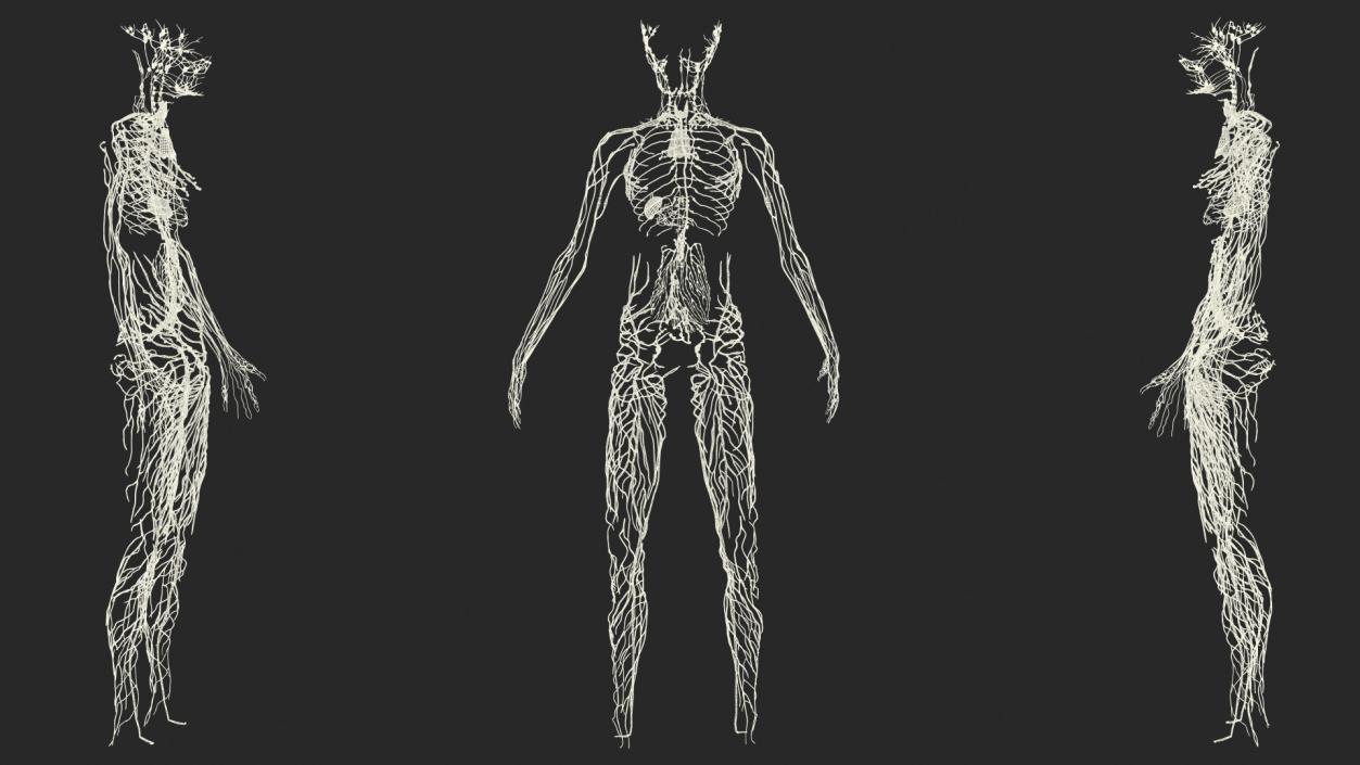 3D Young Boy Lymphatic System