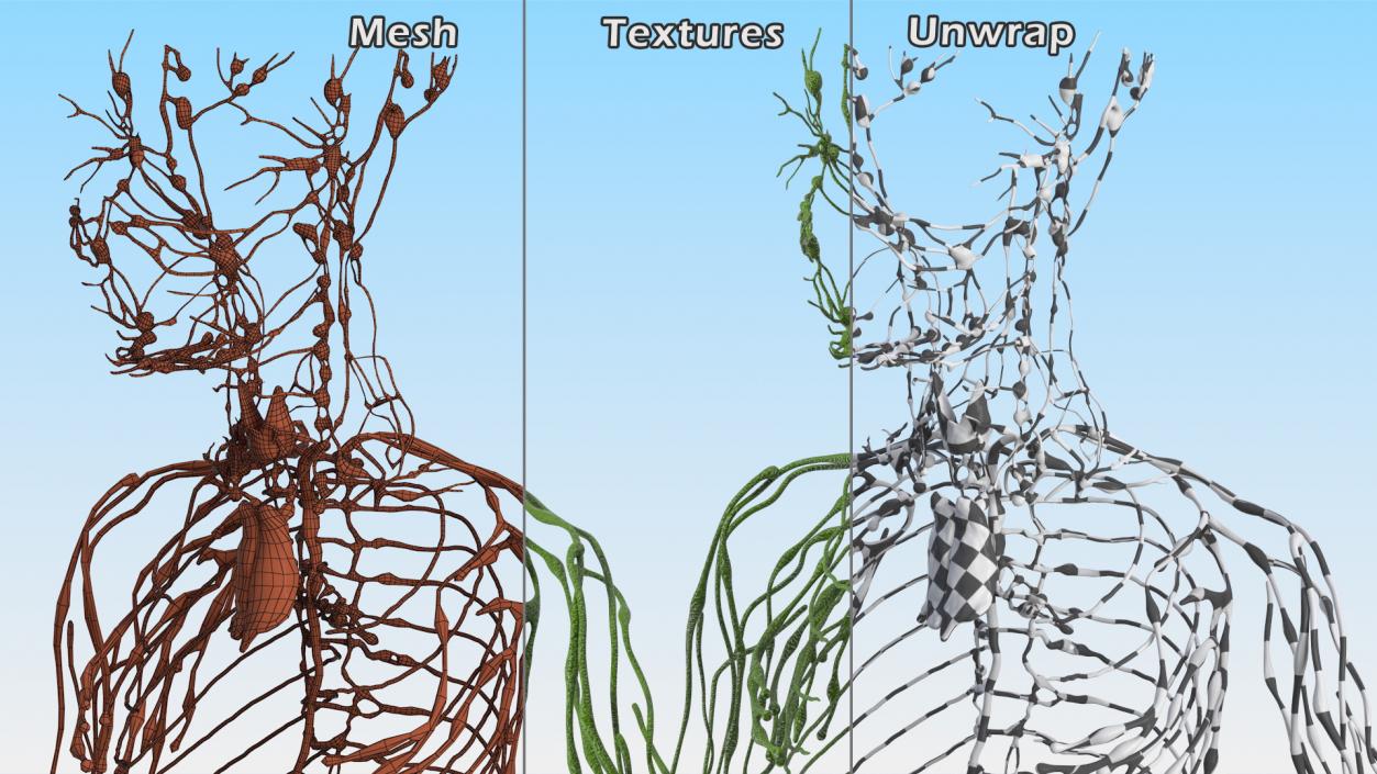 3D Young Boy Lymphatic System