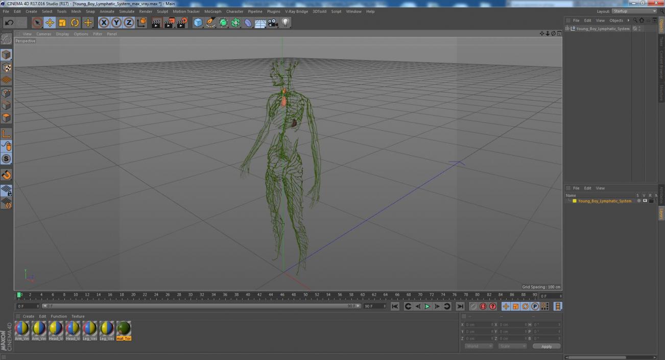 3D Young Boy Lymphatic System