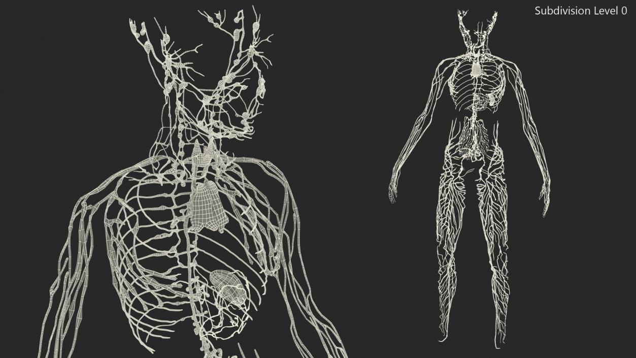 3D Young Boy Lymphatic System