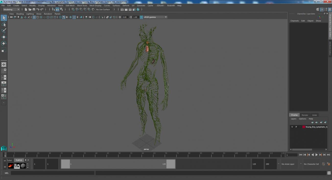 3D Young Boy Lymphatic System