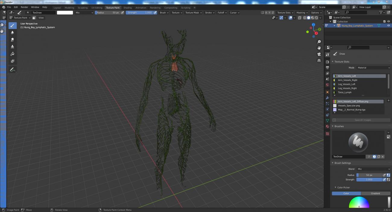 3D Young Boy Lymphatic System