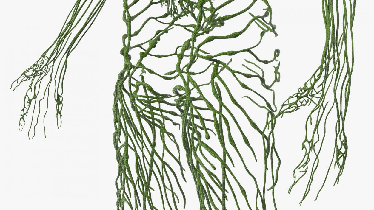 3D Young Boy Lymphatic System