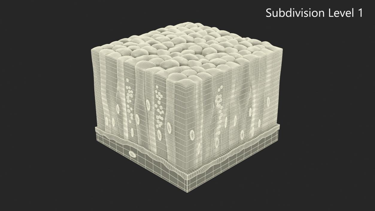 Glandular Epithelium 2 3D