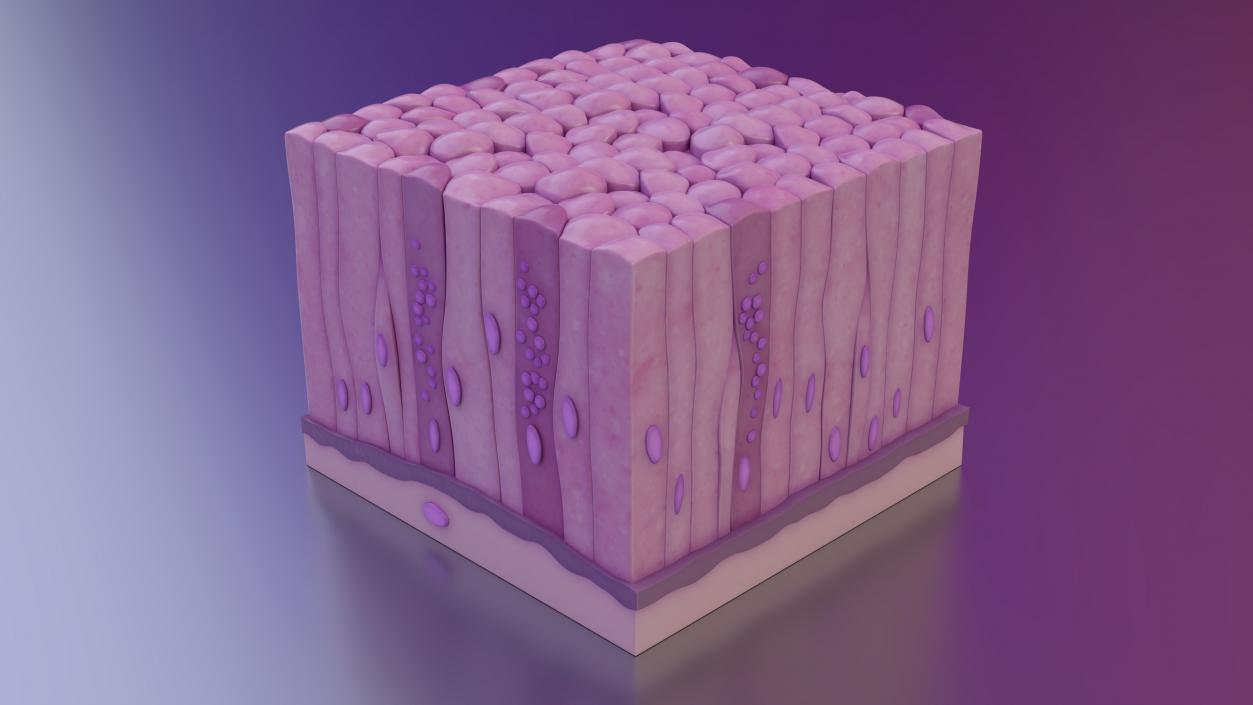 Glandular Epithelium 2 3D