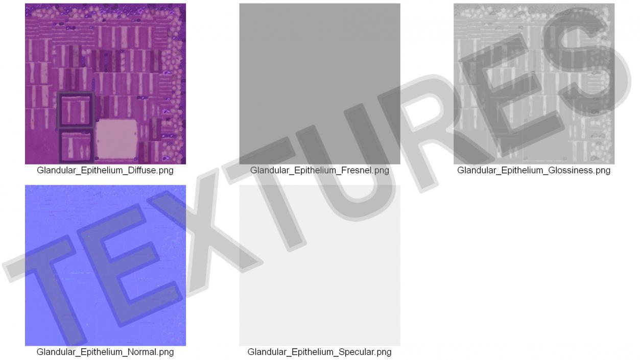 Glandular Epithelium 2 3D