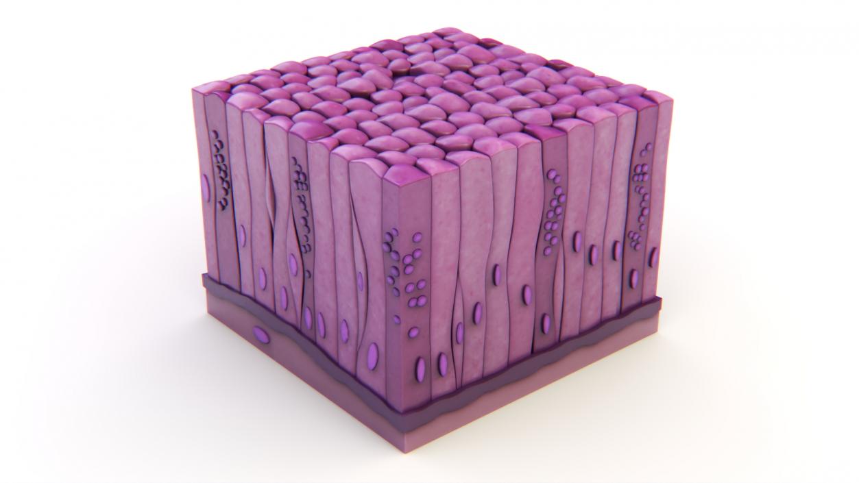 Glandular Epithelium 2 3D