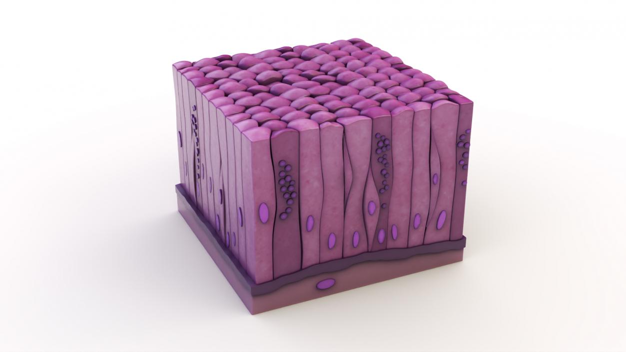 Glandular Epithelium 2 3D