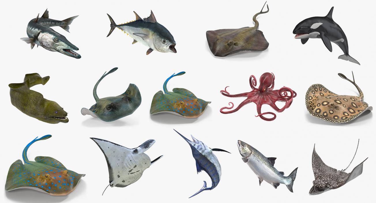 3D Rigged Fishes Collection 3