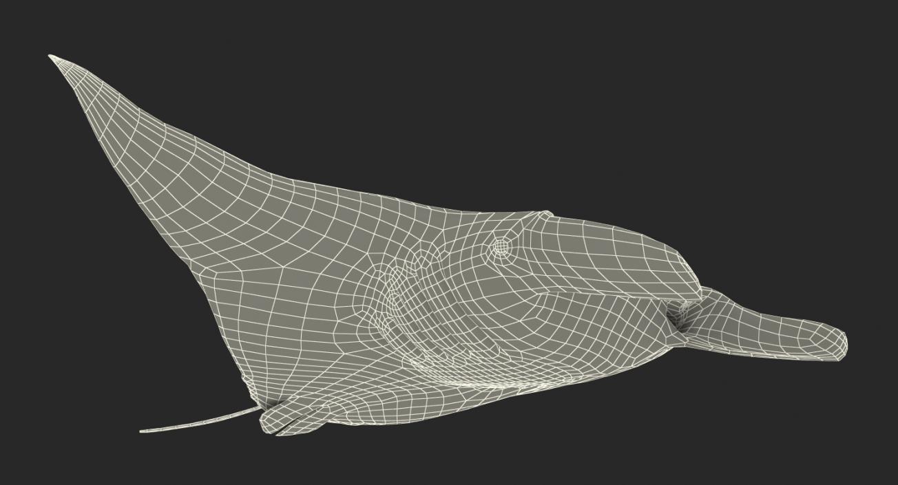 3D Rigged Fishes Collection 3